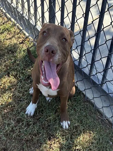 Betty Boop - Pit Bull Terrier