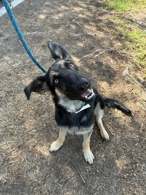 Tina - German Shepherd Dog