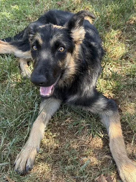 Tina - German Shepherd Dog