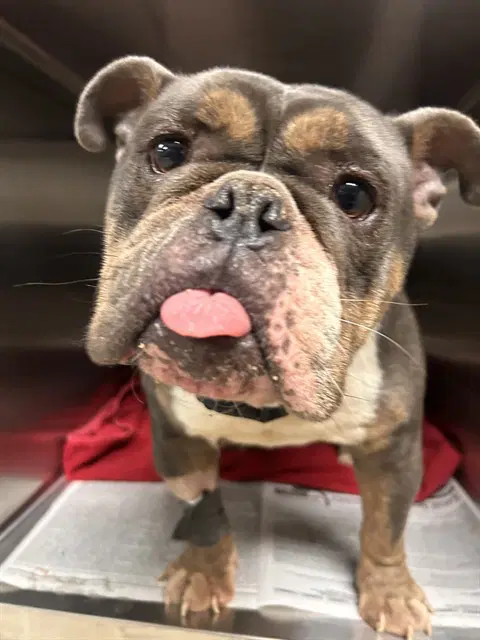 Pb  J - Bulldog