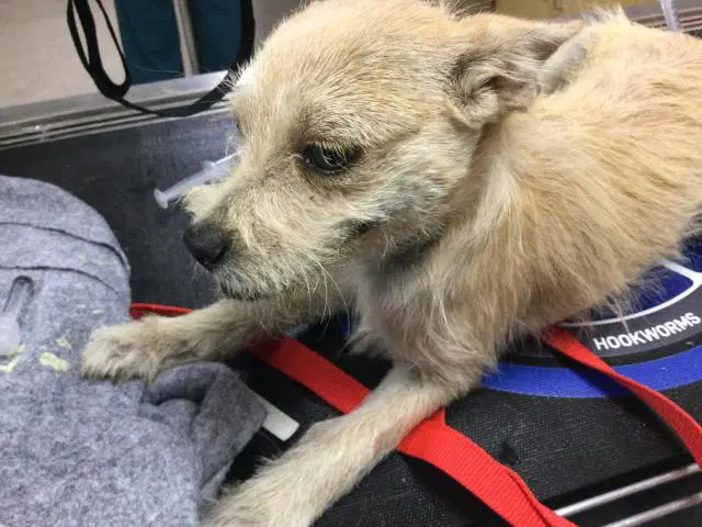 Spike - Terrier