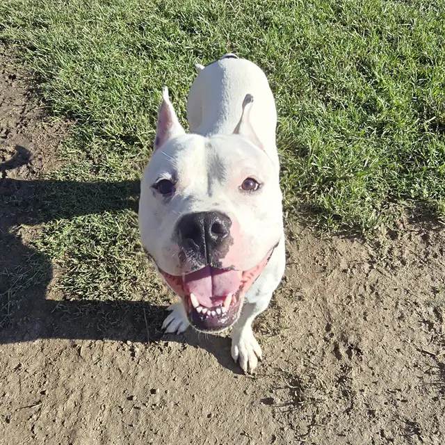 Spunk - Pit Bull Terrier
