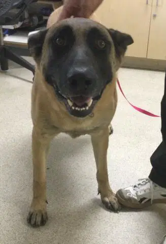 Steve - Belgian Shepherd Malinois