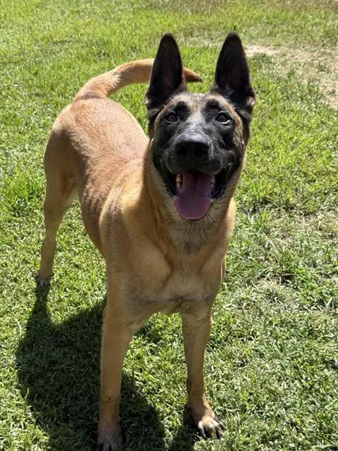Steve - Belgian Shepherd Malinois