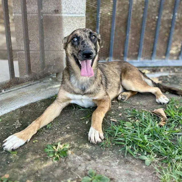Heidi - Belgian Shepherd Malinois