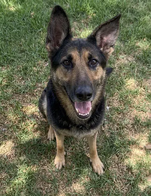 Ladybug - German Shepherd Dog