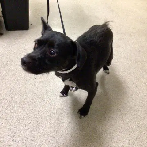 Bonnie - Pit Bull Terrier