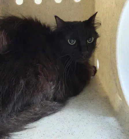 Amelia - Domestic Short Hair