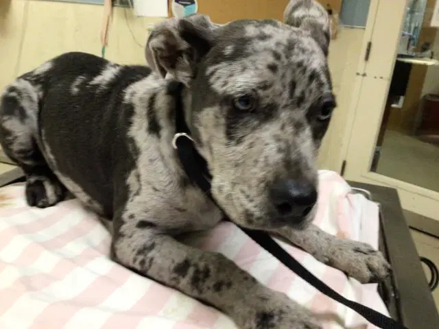 Guapo - Pit Bull Terrier