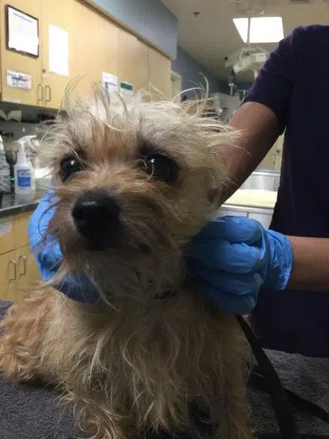Macaroni - Terrier