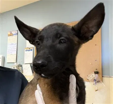 Rico - Belgian Shepherd Malinois