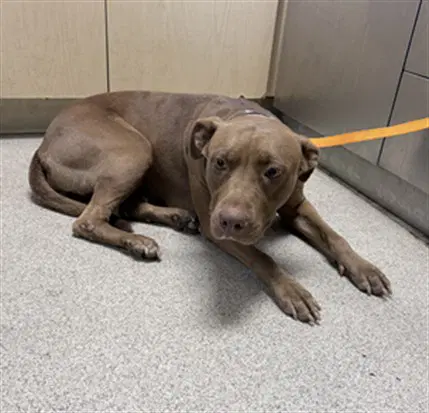 Venus - Pit Bull Terrier