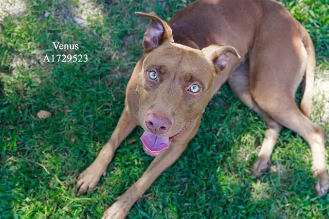 Venus - Pit Bull Terrier