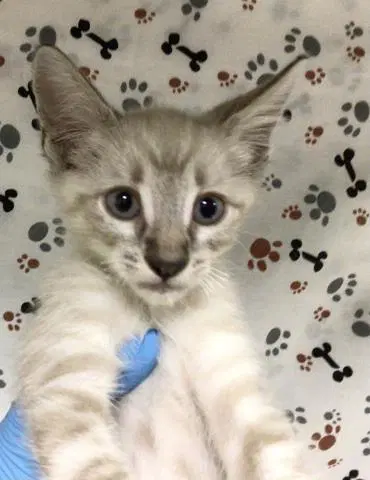Momo - Domestic Short Hair