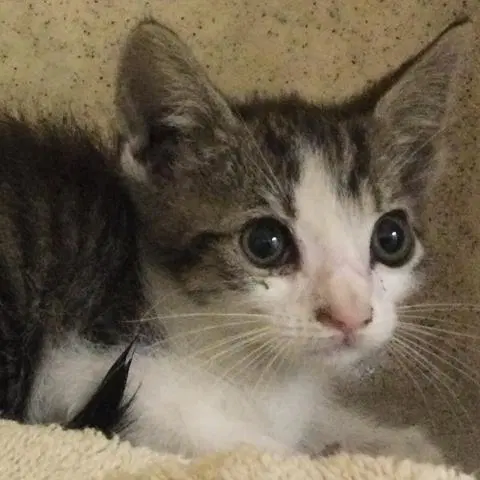 Mj - Domestic Short Hair