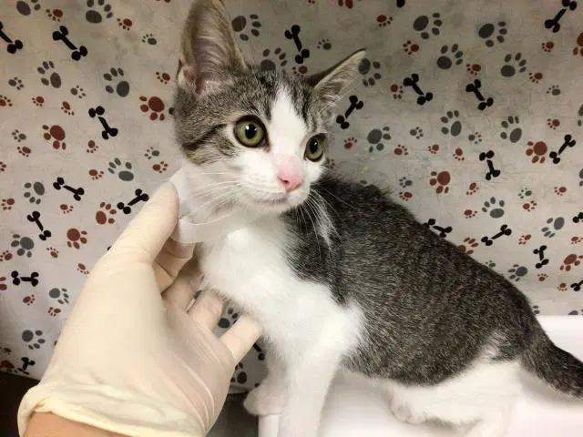 Mj - Domestic Short Hair