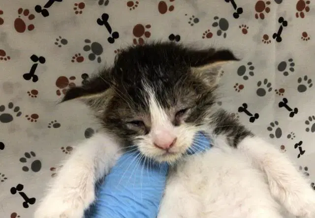 Mr Man - Domestic Short Hair