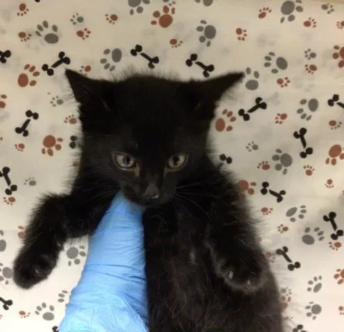 Vocal - Domestic Short Hair