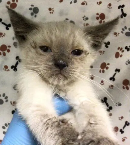 Seal - Domestic Short Hair