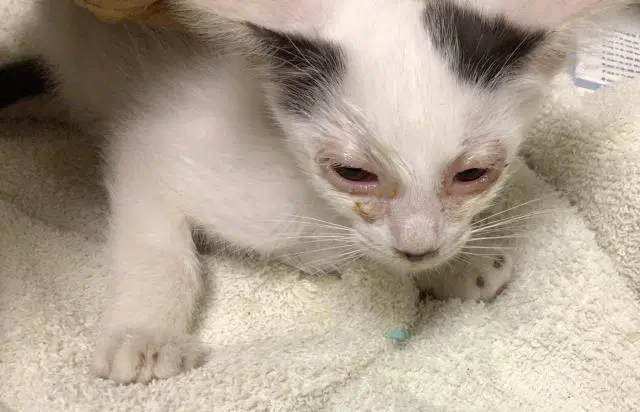 Unknown - Domestic Short Hair