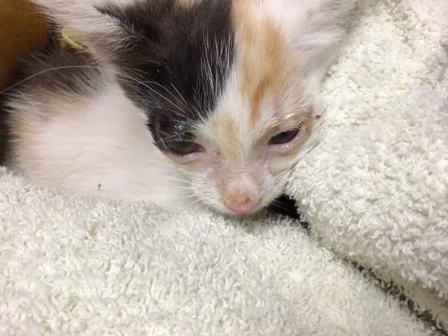 Unknown - Domestic Short Hair