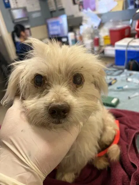 Simon - Maltese