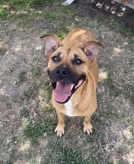 Tipsy - Mastiff