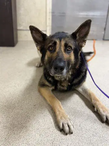 Sterling - German Shepherd Dog