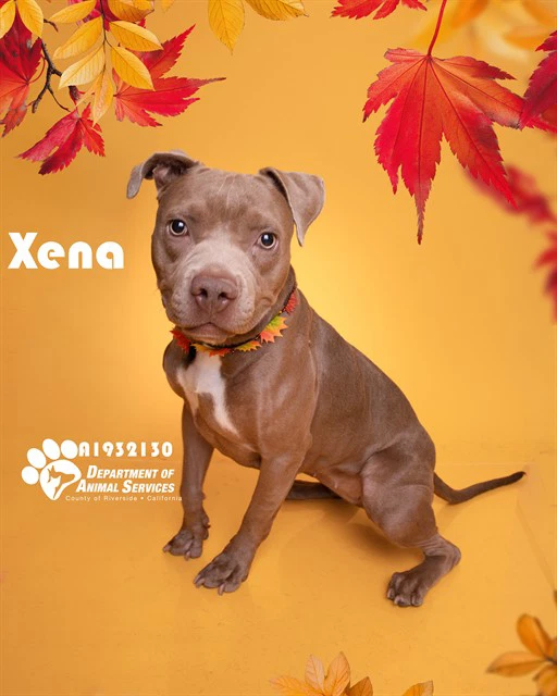 Xena