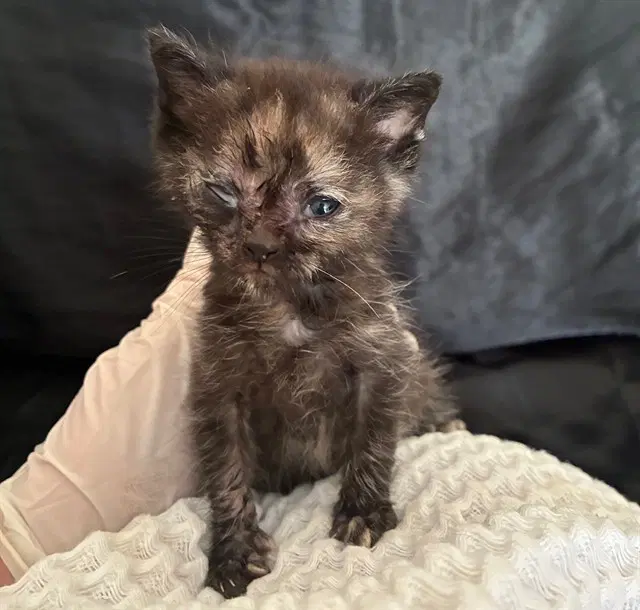 Penny - Domestic Short Hair