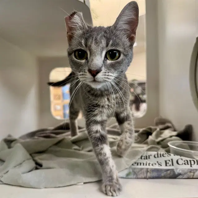 Sweets - Domestic Short Hair