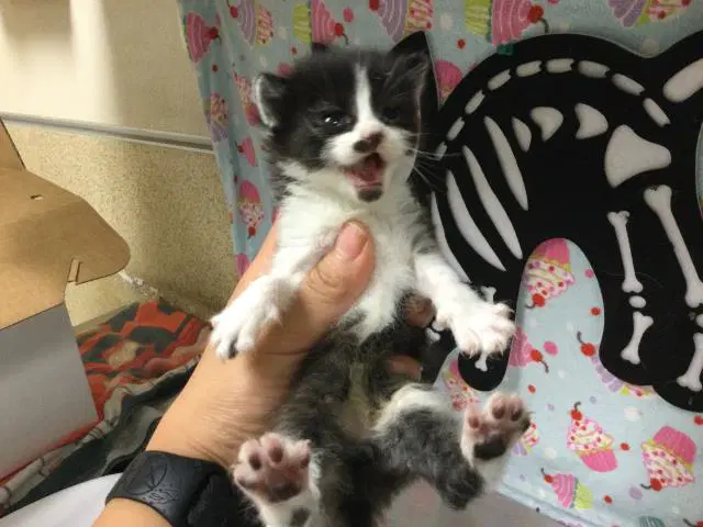 Oreo - Domestic Short Hair