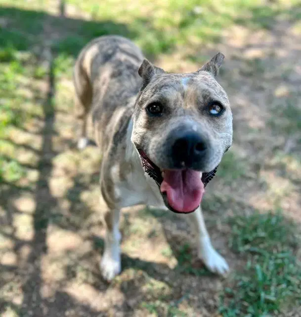 Aries - Pit Bull Terrier