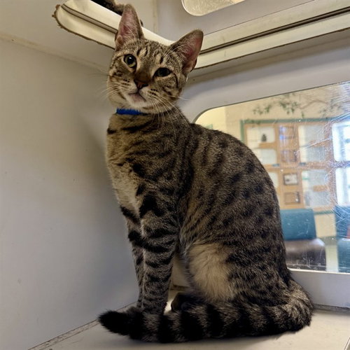 picture of the cat needing adoption