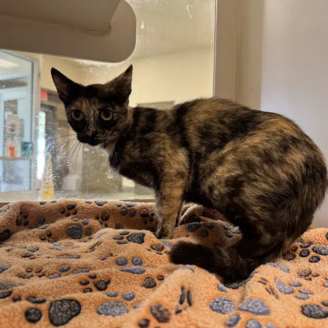 Penelope - Domestic Short Hair