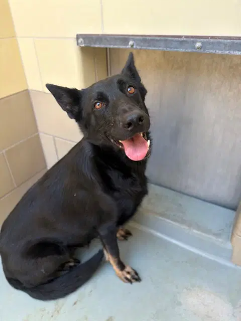Winnie - German Shepherd Dog