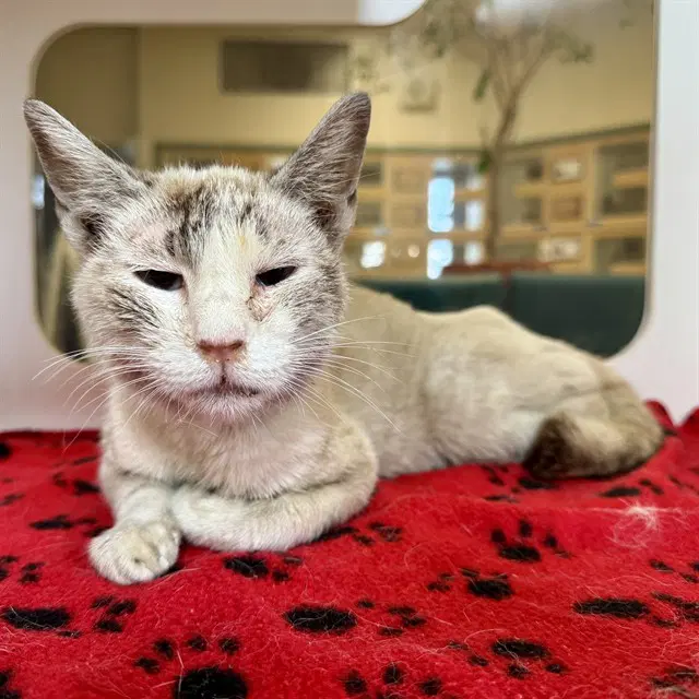 Sue - Domestic Short Hair