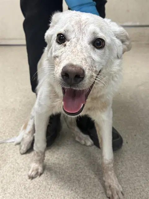 Foxie - Australian Shepherd