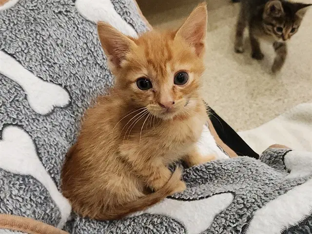 Tom - Domestic Short Hair