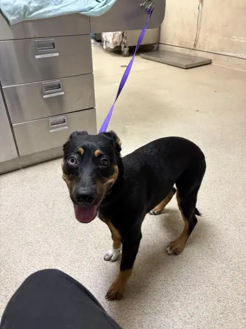 Nova - Rottweiler