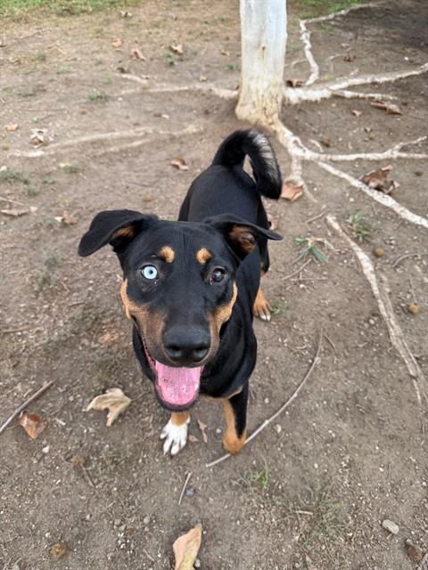 NOVA