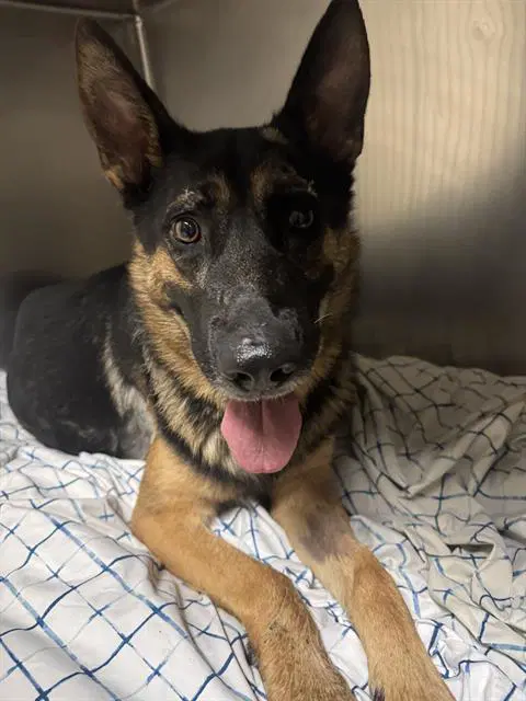 Unknown - German Shepherd Dog
