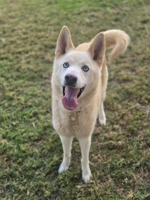 Egg Nog - Siberian Husky