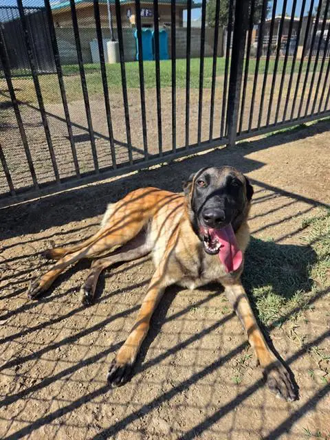 Cranberry - Belgian Shepherd Malinois