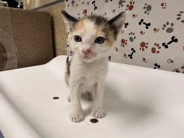 Rose - Domestic Short Hair