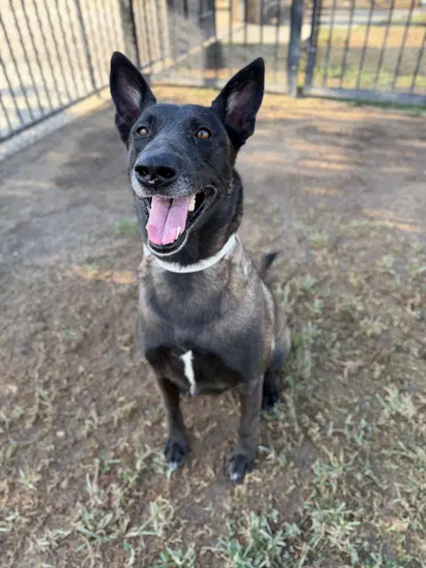 Buttercup - Belgian Shepherd Malinois