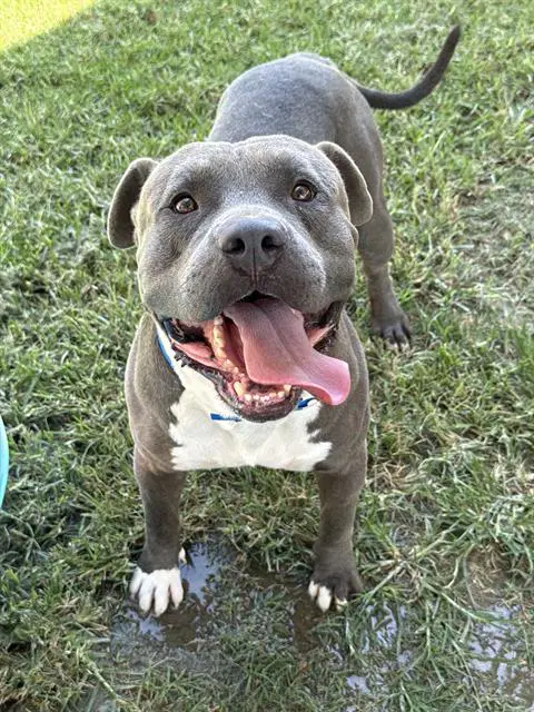 Dice - Pit Bull Terrier