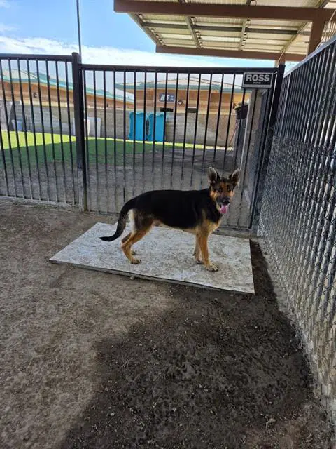 Rocky - German Shepherd Dog