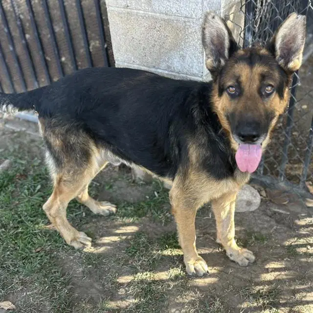 Rocky - German Shepherd Dog