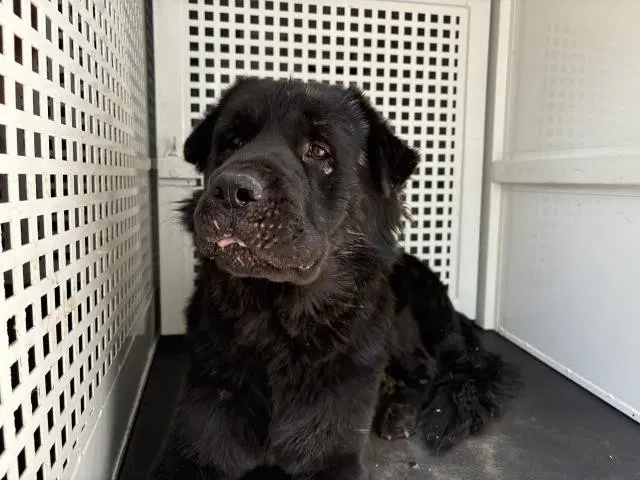 Monster - Cane Corso Mastiff